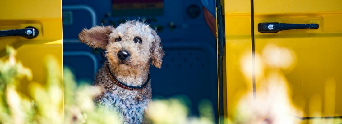 cane in camper